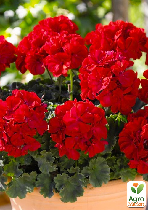 Пеларгония зональная Dark Line "Julia" 
