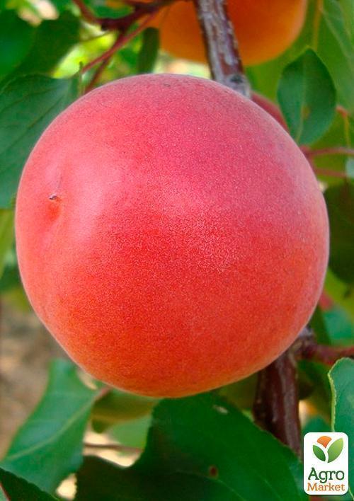 Абрикос "Робада" (летний сорт, ранний срок созревания) - фото 4