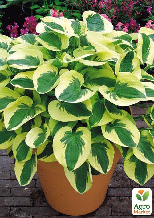 Хоста "Brim Cup" 