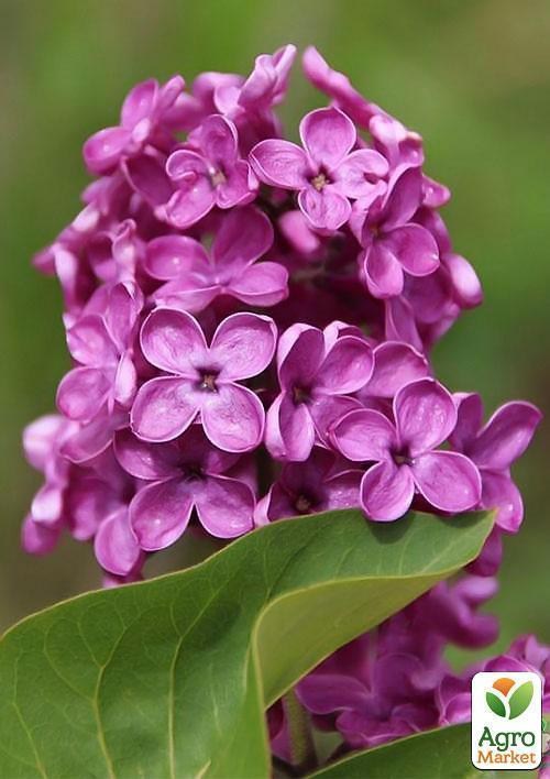 Бузок густо-бузковий "Індія" (India)