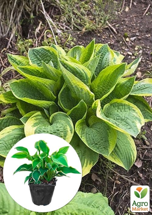 Хоста гибридная "Wide Brim", С3