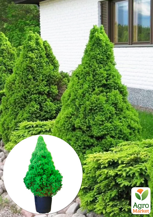 LMTD Ель канадская "Conica" (высота 150-170см)