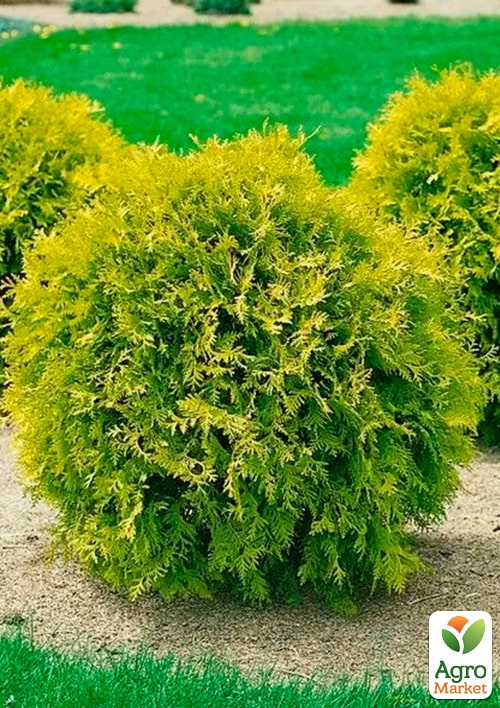 Туя западная "Mirjam" С2, высота 15-20 см