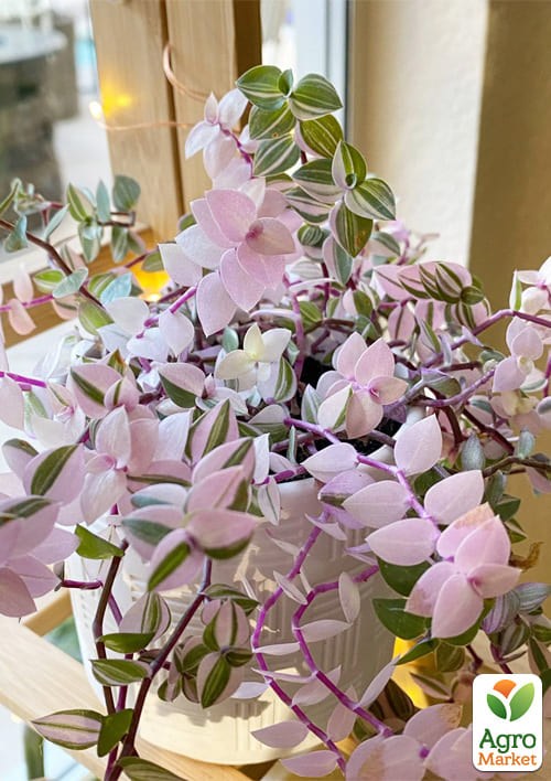 Каллизия "Бьянка" (Callisia repens "Bianca")