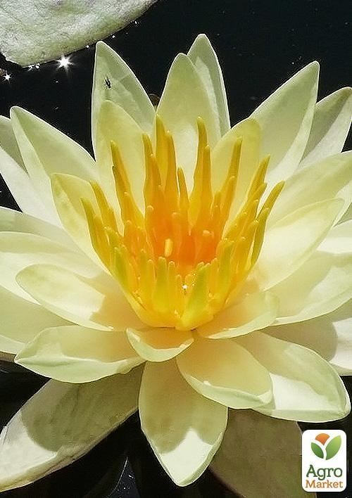 Нимфея "Мурэй"