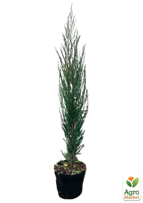Можжевельник скальный  "Blue Arrow" С10 высота 100-120см - фото 4