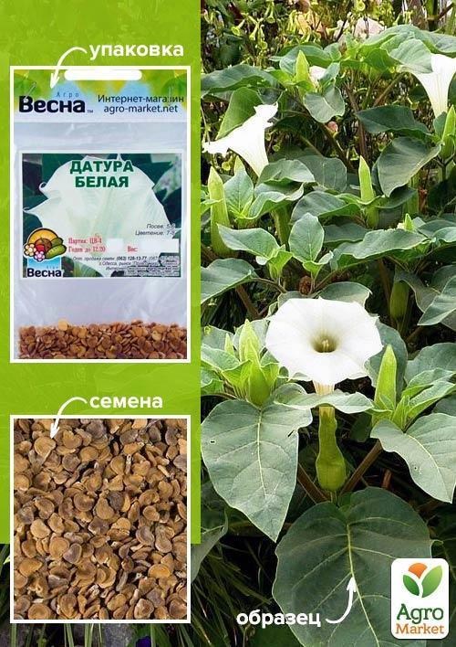 Датура "Белая" (Зипер) ТМ "Весна" 2г