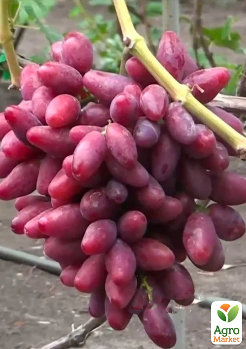 Виноград "Талдун" (очень ранний,урожайный,сладкий)
