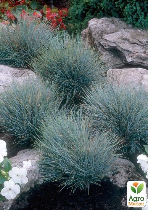 Овсяница"Festuca Glauca"  диаметр 17 высота 40