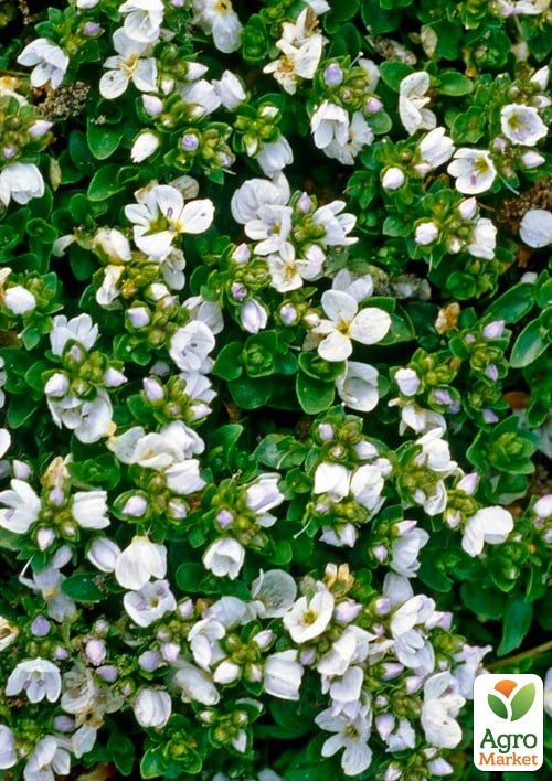 Вероника Простертая "Alba" (цветущий ковер)