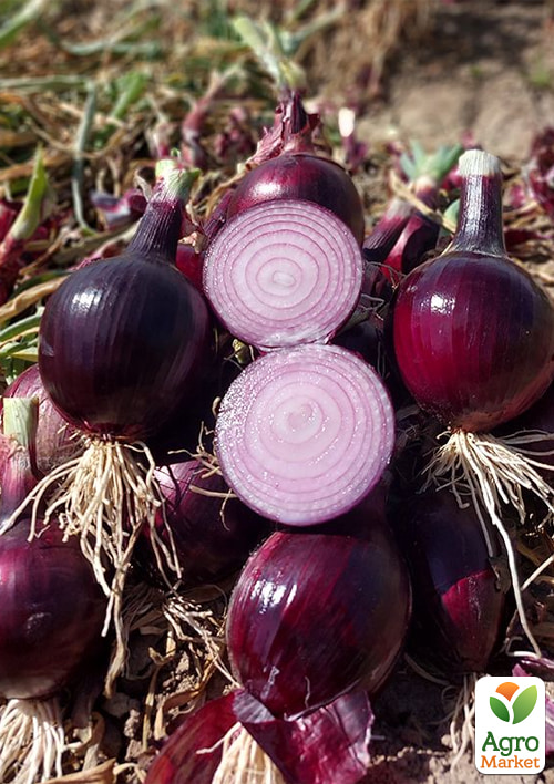 Лук "Дарко F1" ТМ "Syngenta" 50000шт - фото 3