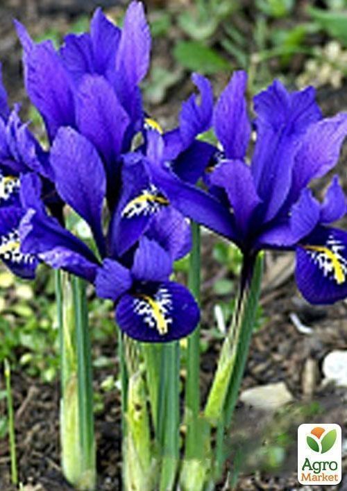Ирис морозостойкий "Joyce" 5шт в упаковке