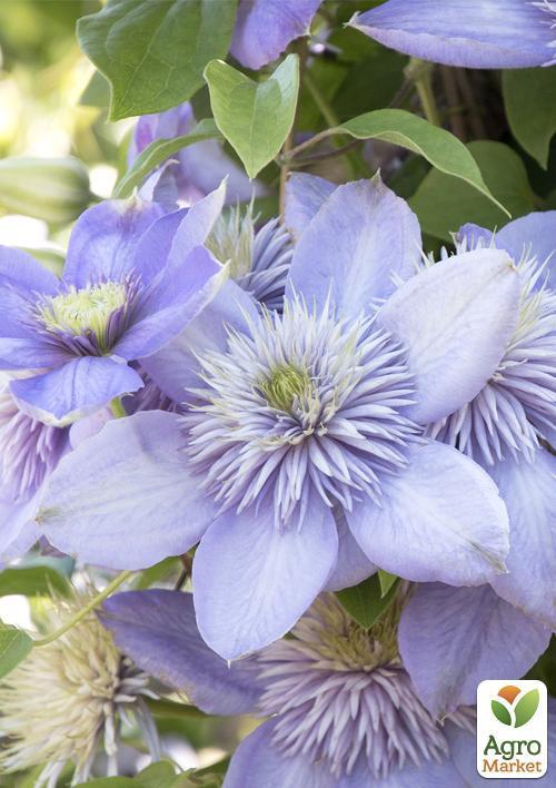 Клематис "Blue Light" - фото 7