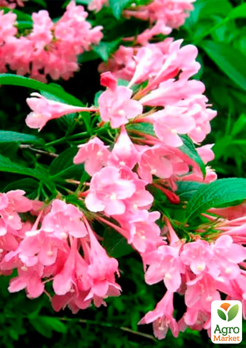Вейгела "Розеа" (Rosea) - фото 5