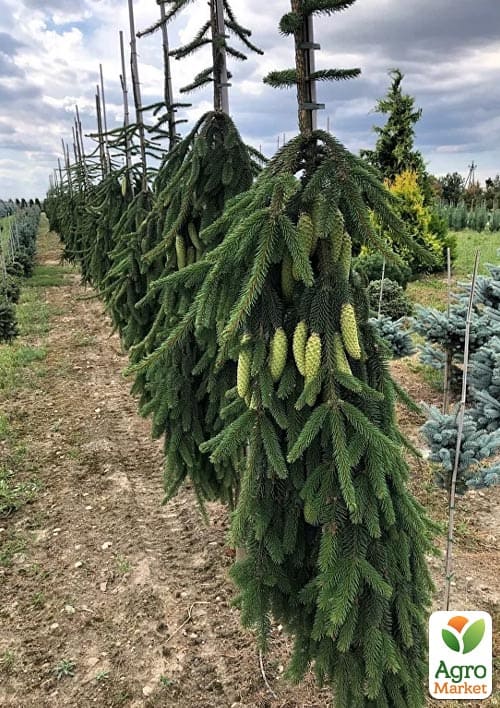 Ялина звичайна "Inversa" С7.5 висота 100-120см - фото 3