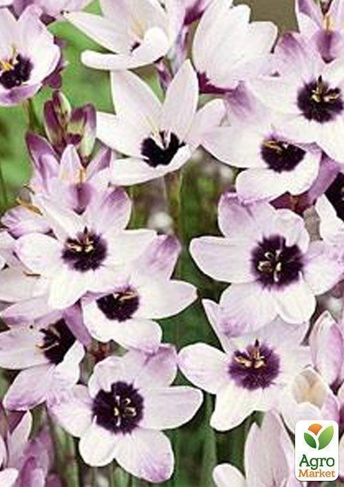 Иксия "Blue Bird" 5шт в упаковке