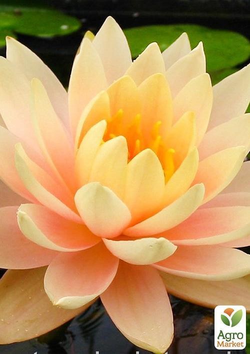 Нимфея "Колорадо"