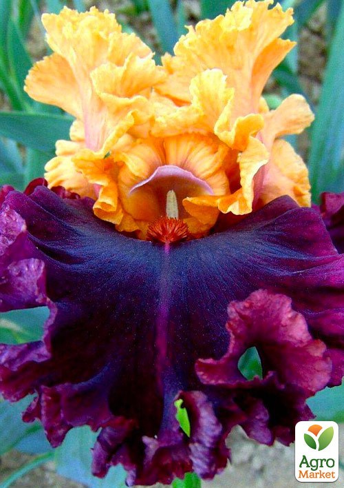 Ірис бородатий великоквітковий "Toronto"