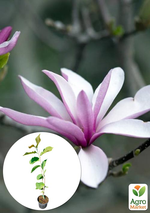 Магнолия 2-х летняя гибридная "Judy" (высота 30-40см)