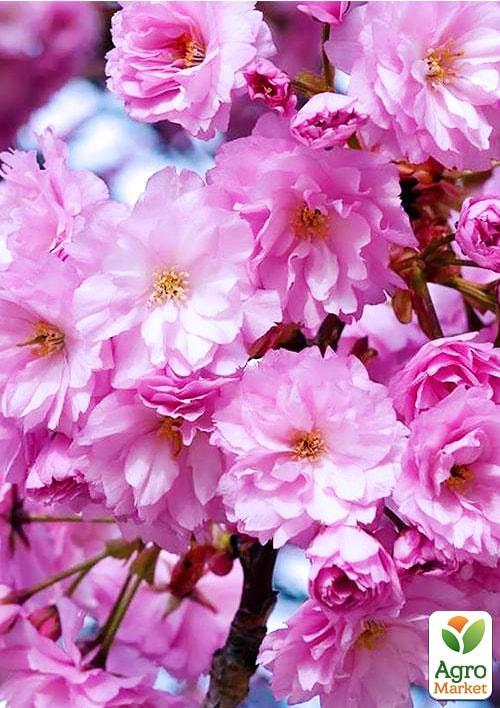 Сакура "Канзан" (Kanzan) висота 100см - фото 4