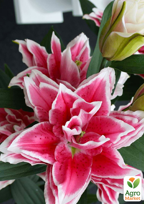 Лілія Розовидна "Roselily Samantha" - фото 4
