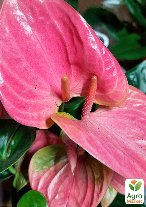 Антуриум (Anthurium) "Sweet Dream" - фото 6