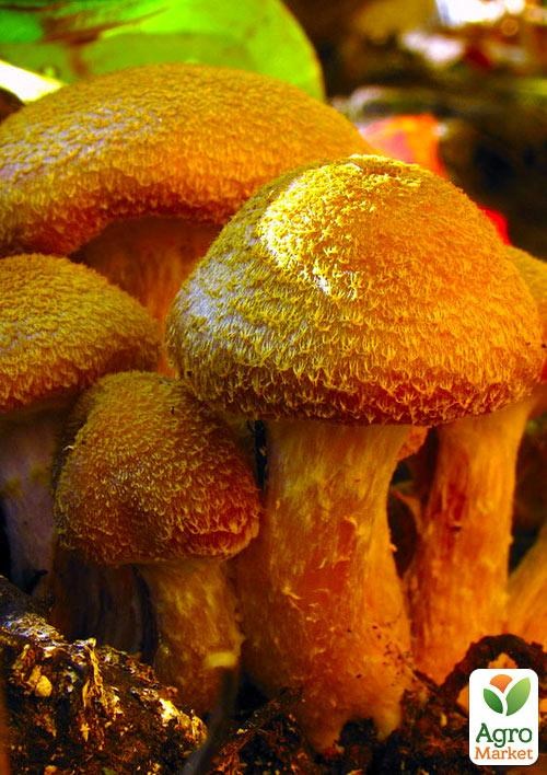 Сухий зерновий міцелій "Опеньок товстоногий" 100г