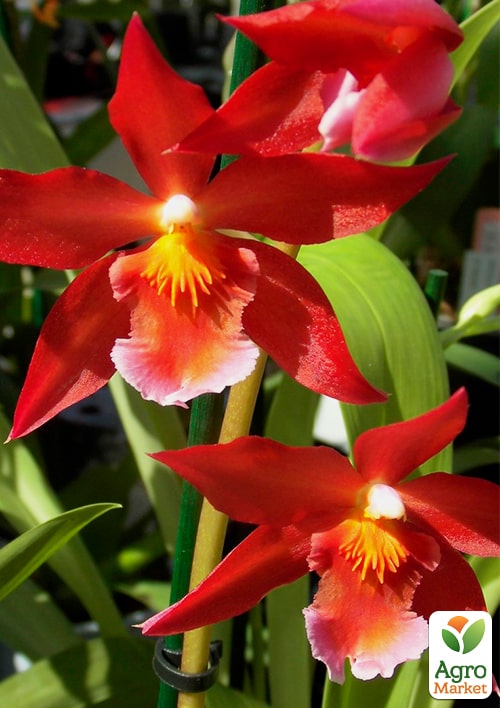 Орхидея Камбрия "Шайенн" - фото 6