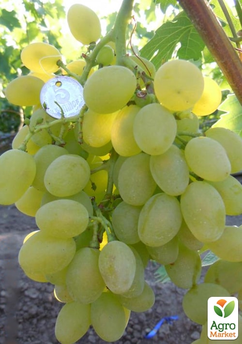 Виноград "Большой Билли" (ранний срок созревания, крупный, сладкий)