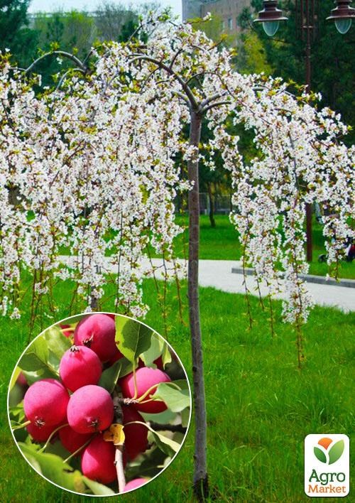 Яблоня "Райка" плакучая на штамбе (возраст от 2-х лет, высота 150-190см)