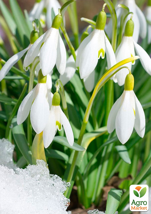 Подснежник "Galanthus" укорененный