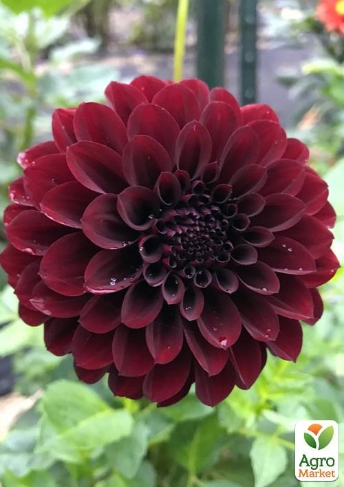 Георгина "Karma Choc"