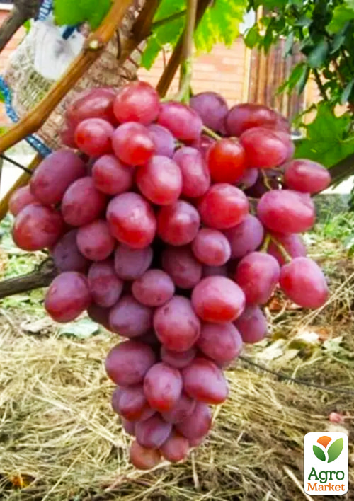 Виноград столовый "Анюта" (укорененный саженец в контейнере) - фото 2