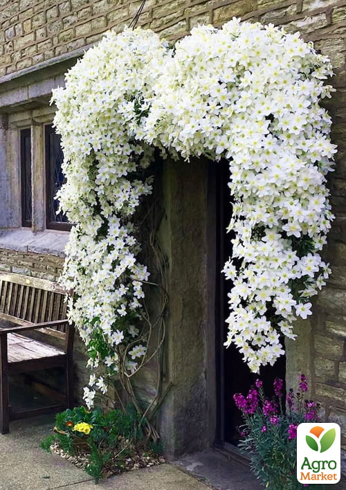 LMTD Клематис "Avalanche" 5-и летний (высота 110-130см)  - фото 5