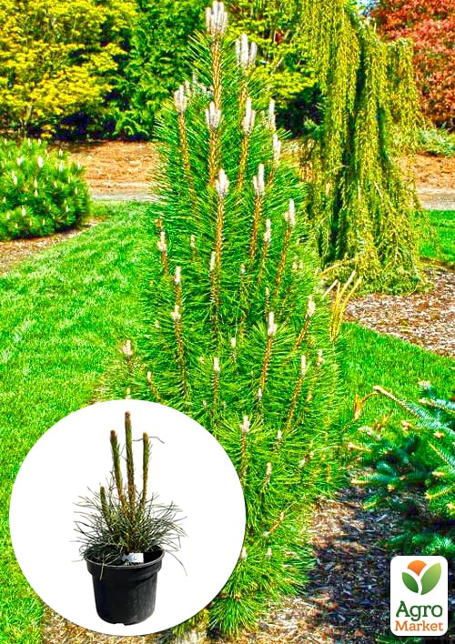Сосна 3-х летняя черная "Piramidalis" С3, высота 25-30см