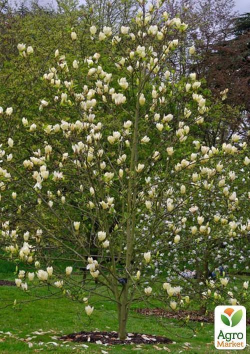 Магнолия "Yellow lantern" саженец 1 год