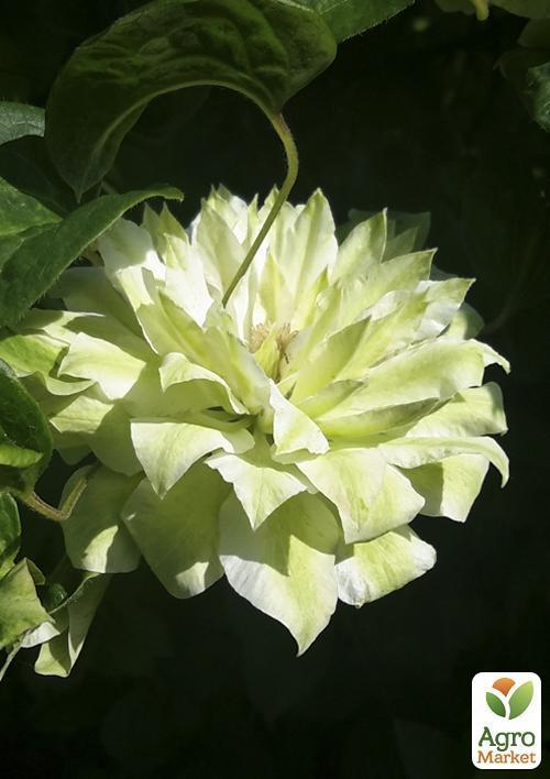 Клематис "Se-No-Kaze" - фото 6