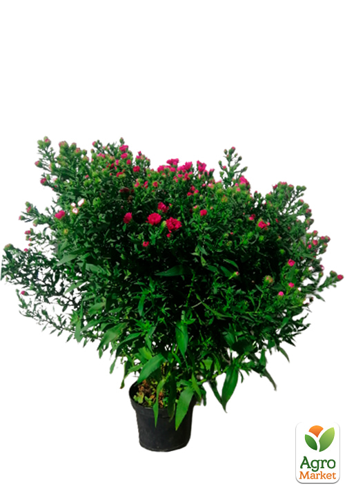 Астра ново-бельгийская "Royal Ruby" (С1,5 высота 20-30см)