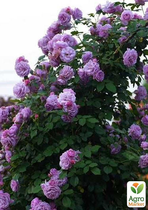 Роза плетистая "Indigoletta" в контейнере, высший сорт - фото 2