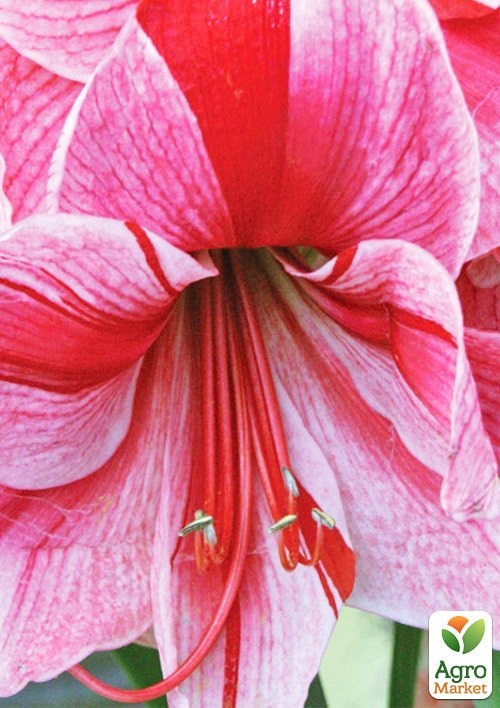 Гиппеаструм простой "Gervase" (Амариллис)  - фото 5