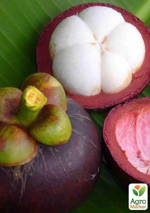 Мангостан "Трійнята" ТМ "Vesna Exclusive" 3шт - фото 4