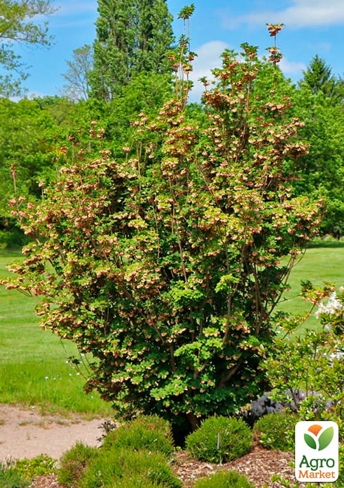 LMTD Енкіантус дзвоновий "Enkianthus campanulatus" висота 60-80см - фото 9