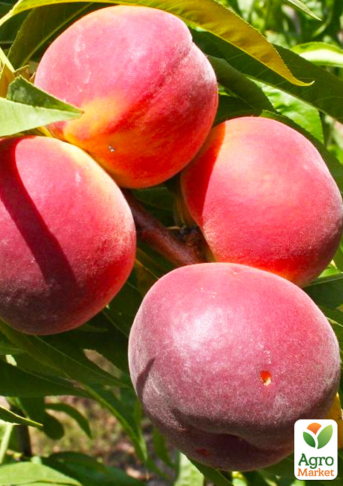 Персик "Пинк Пич" (крупноплодный сорт, ранний срок созревания)
