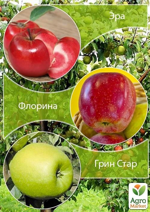 Дерево-сад Яблуня "Ера + Флоріна + Грін Стар"