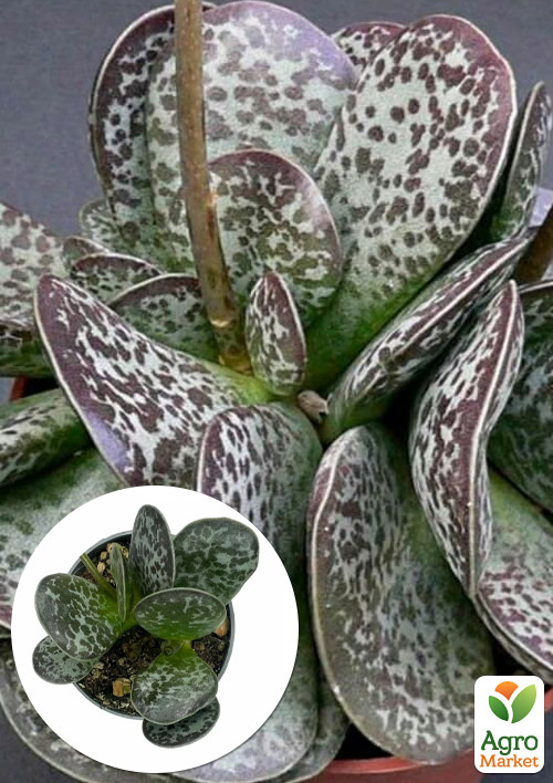 Адромискус Пятнистый  (adromischus maculatus)