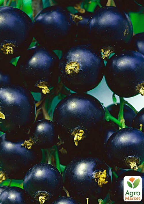 Смородина чорна "Бен Конан" (Ben Connan) (ранній термін дозрівання, зимостійкий сорт) - фото 2