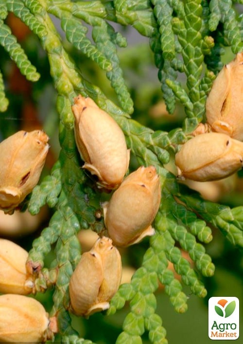 Туя західна Spiralis С5, висота 80-90см - фото 3