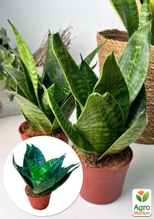 LMTD Сансевієрія "Green Hahnii" висота рослини 15-25см