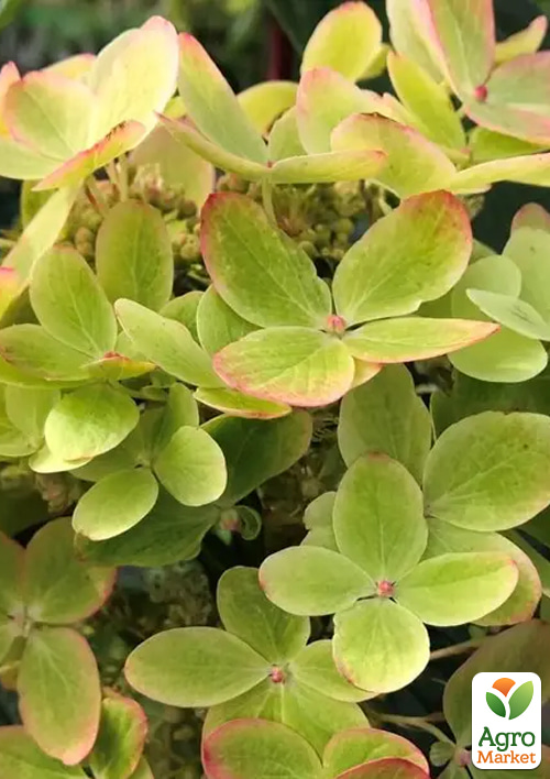Гортензия 3-х летка метельчатая "Pastel Green" - фото 3