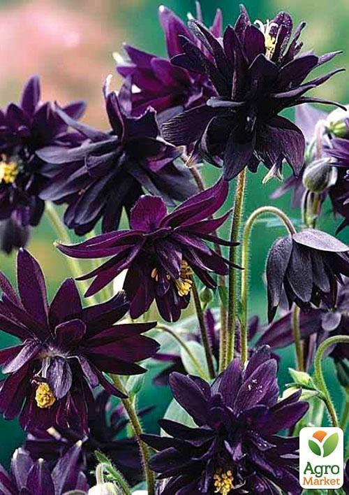 Аквилегия махровая "Black Barlow" 1шт в упаковке - фото 5